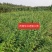 河北定州药用华北连翘小苗园林绿化苗木树苗连翘苗籽播药材苗