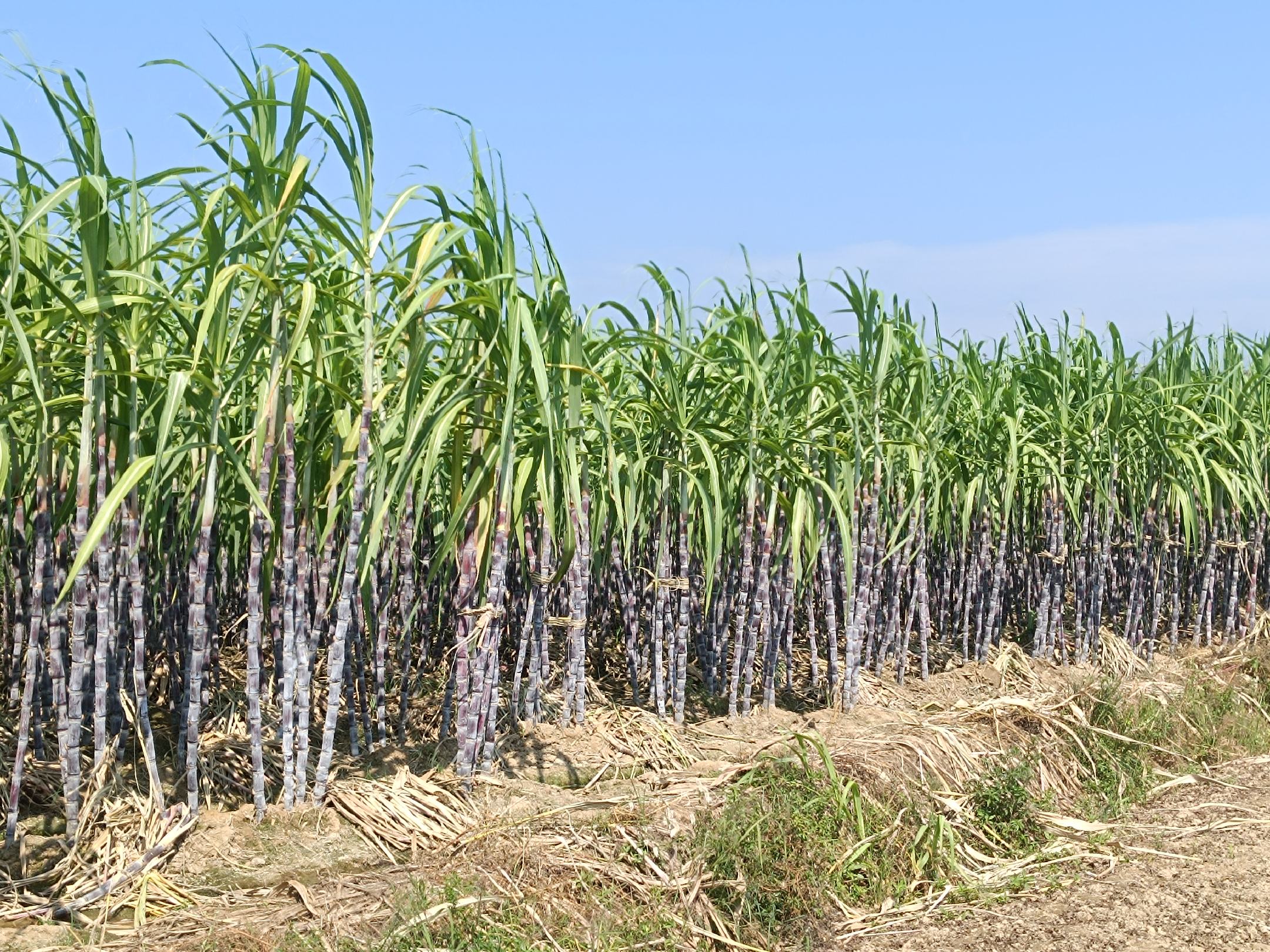 黑皮甘蔗被切成段,旁边是一台榨汁机,背景为明亮的厨房环境 黑皮甘蔗与榨汁机的搭配场景