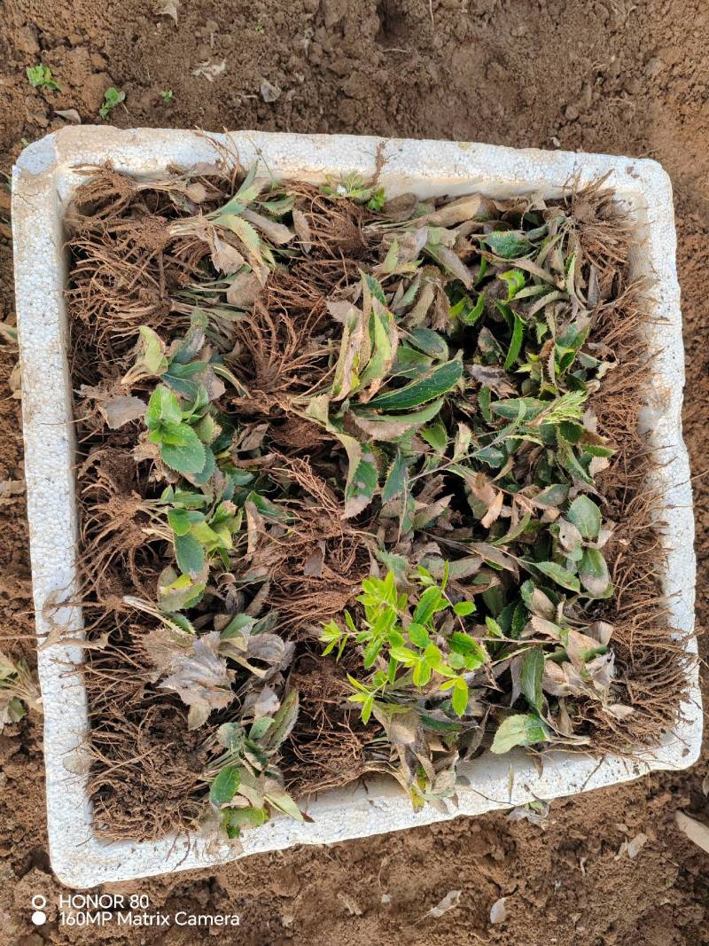 朱砂点北苍术苗基地直销