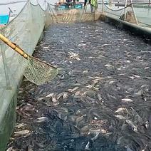 白鲢鱼养殖鱼30-40个