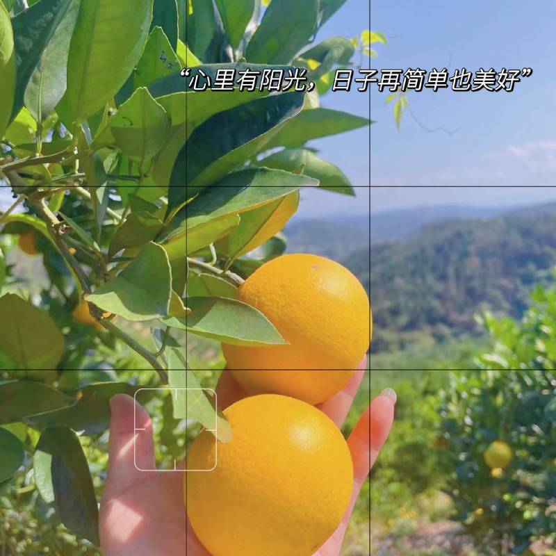 永兴冰糖橙