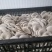 鲜平菇带框18一件