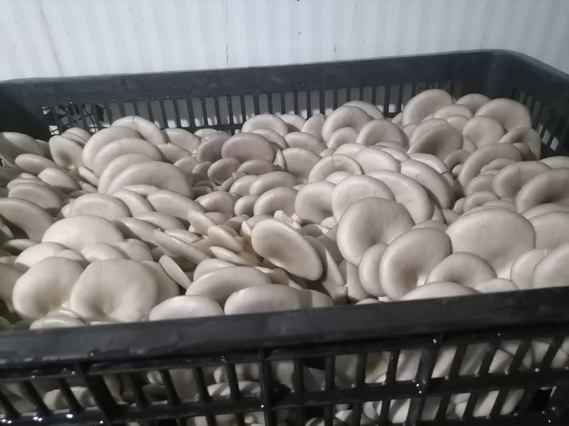 鲜平菇带框18一件