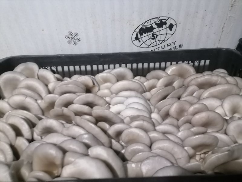 鲜平菇带框18一件