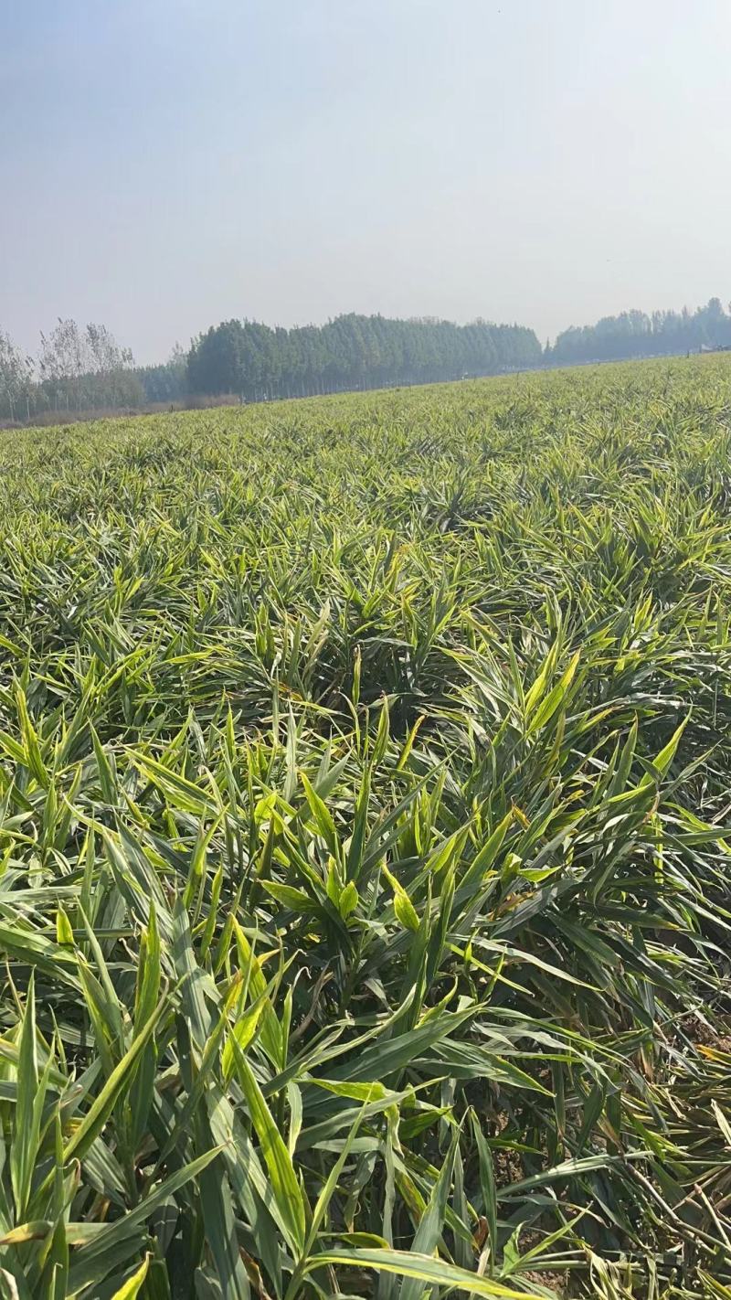 （专业供应）山东大黄姜产地一手货源保质保量电商全国发货