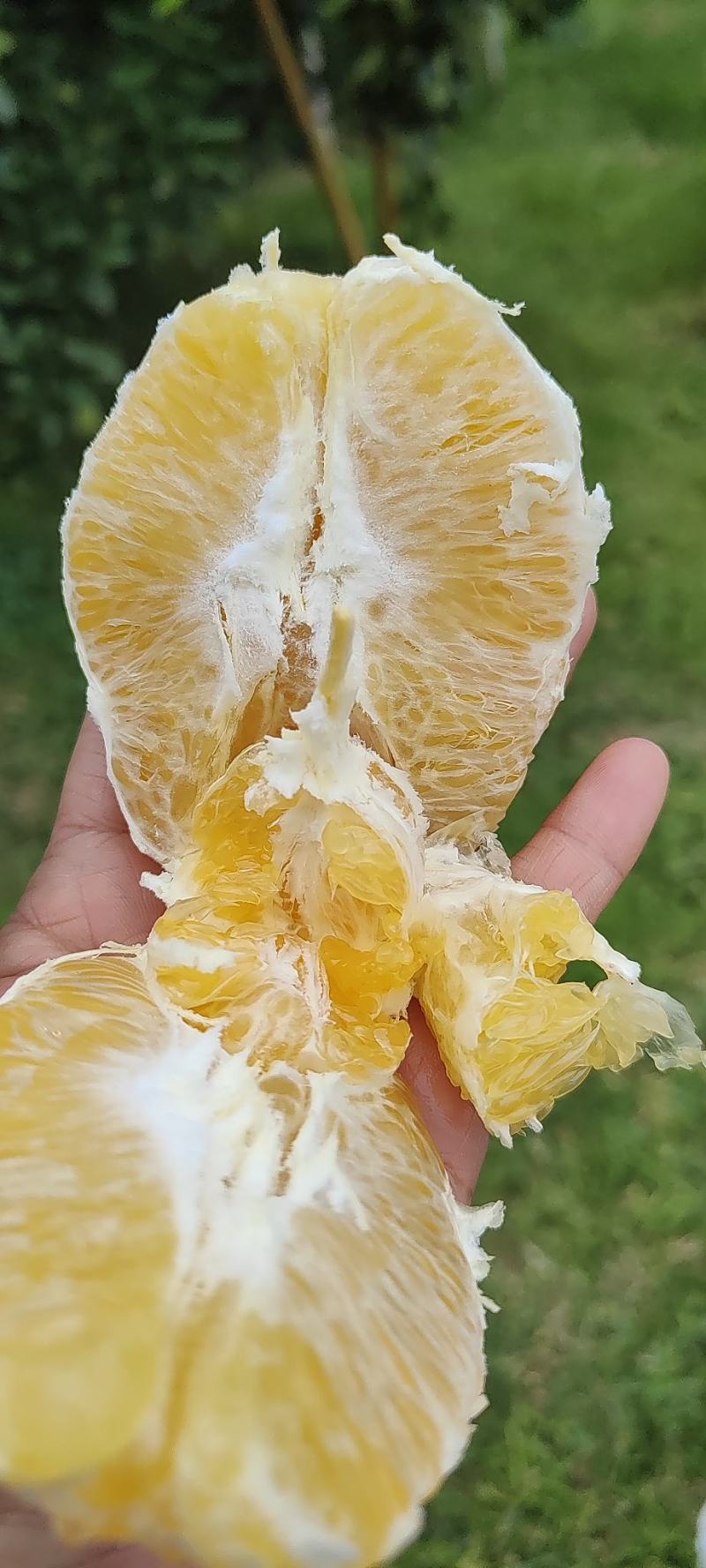 供货热卖赣南脐橙产地直发当季新鲜水果皮薄橙子江西次果花皮