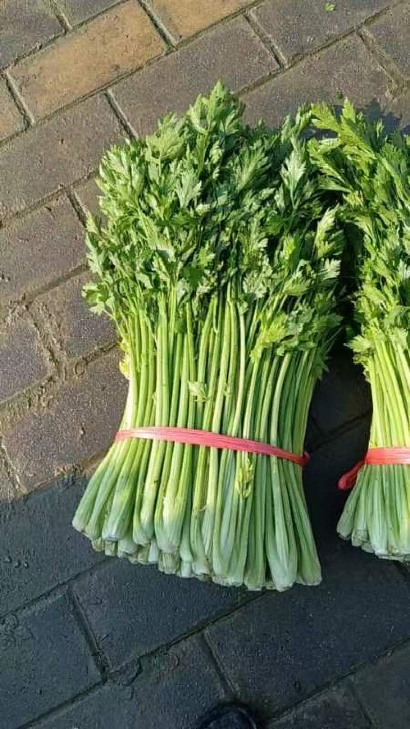 山东芹菜大量上市产地对接商超农贸电商支持全国发货诚信经营