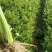 山东芹菜大量上市产地对接商超农贸电商支持全国发货诚信经营