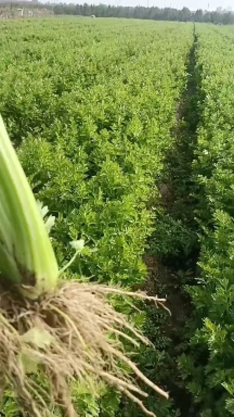 山东芹菜大量上市产地对接商超农贸电商支持全国发货诚信经营
