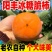 山西临猗阳丰柿子，大量有货，当天发货！