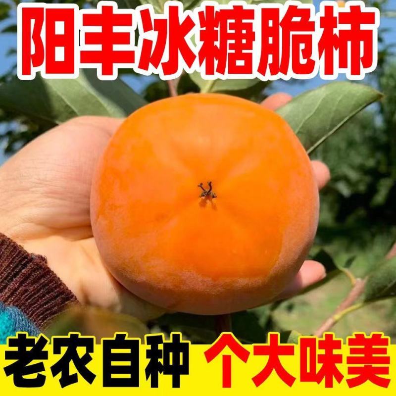 山西临猗阳丰柿子。甜柿子，脆甜，当天采摘当天发货