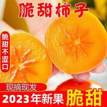 山西临猗阳丰柿子，当天采摘当天发货当天装车，大量有货