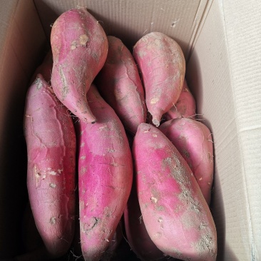 烟薯25蜜薯红薯红心烤薯糖份高流糖无丝软糯香甜9月新薯