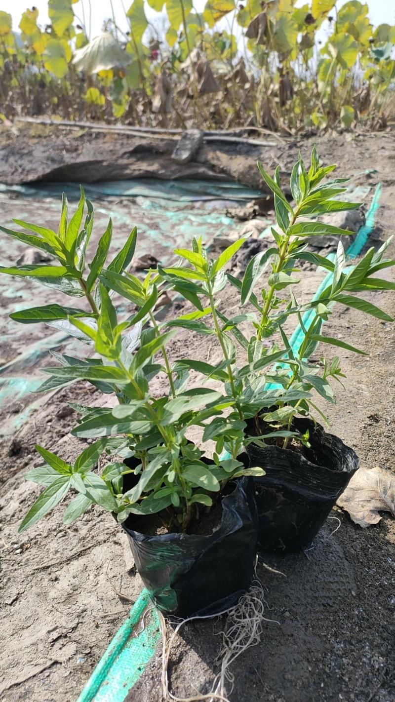 盆栽千屈菜