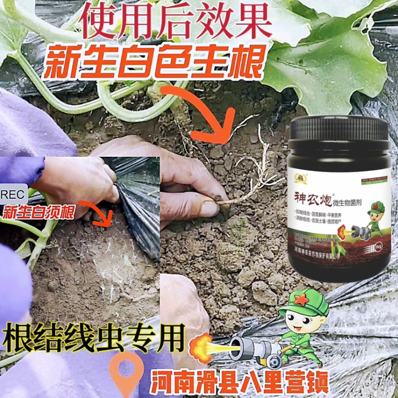 根结线虫专用淡紫紫孢菌胶冻样虫卵双杀根瘤病以菌杀线