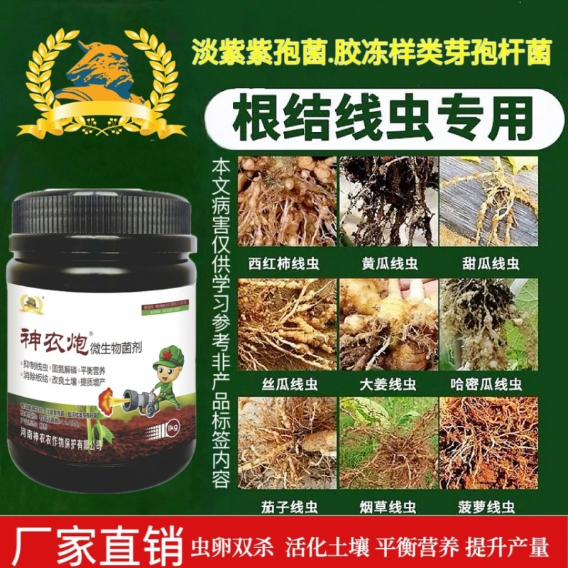 根结线虫专用淡紫紫孢菌胶冻样虫卵双杀根瘤病以菌杀线