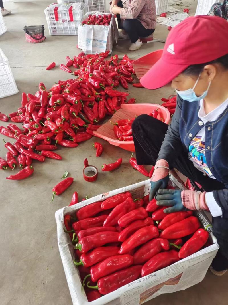 精品红泡椒，以质量铸就品牌。