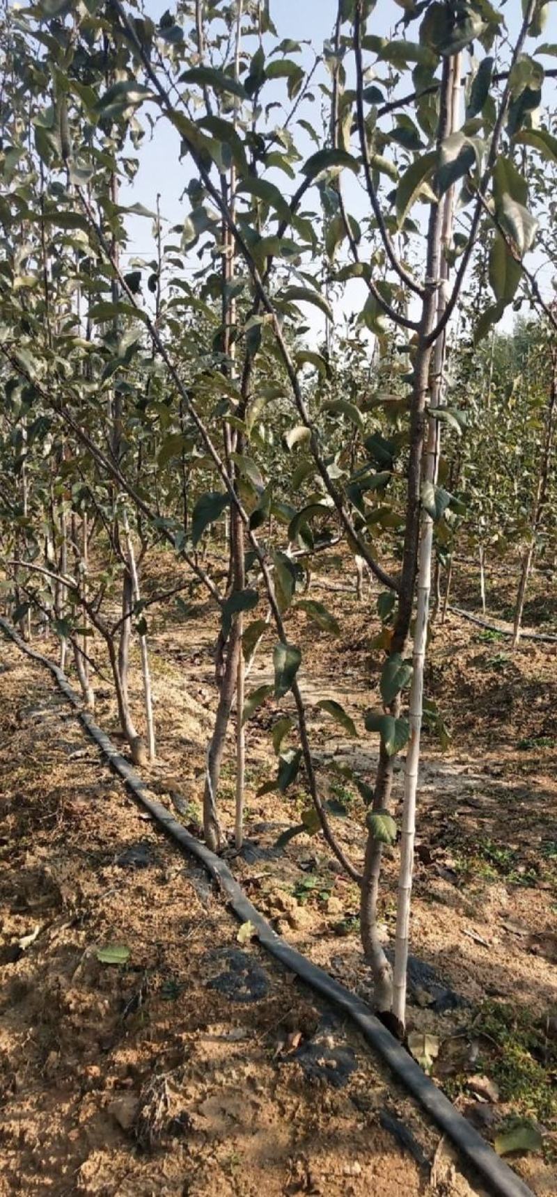 秋月梨苗适合南北方种植品种嫁接苗现挖发货