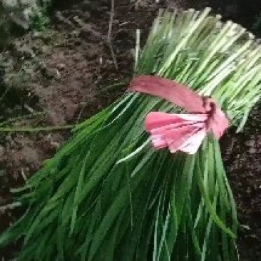 韭菜大量上市