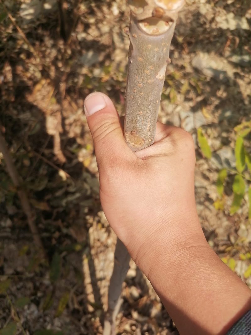 大政香椿芽提供大棚香椿芽树苗，规格多成活率高，提供技术。