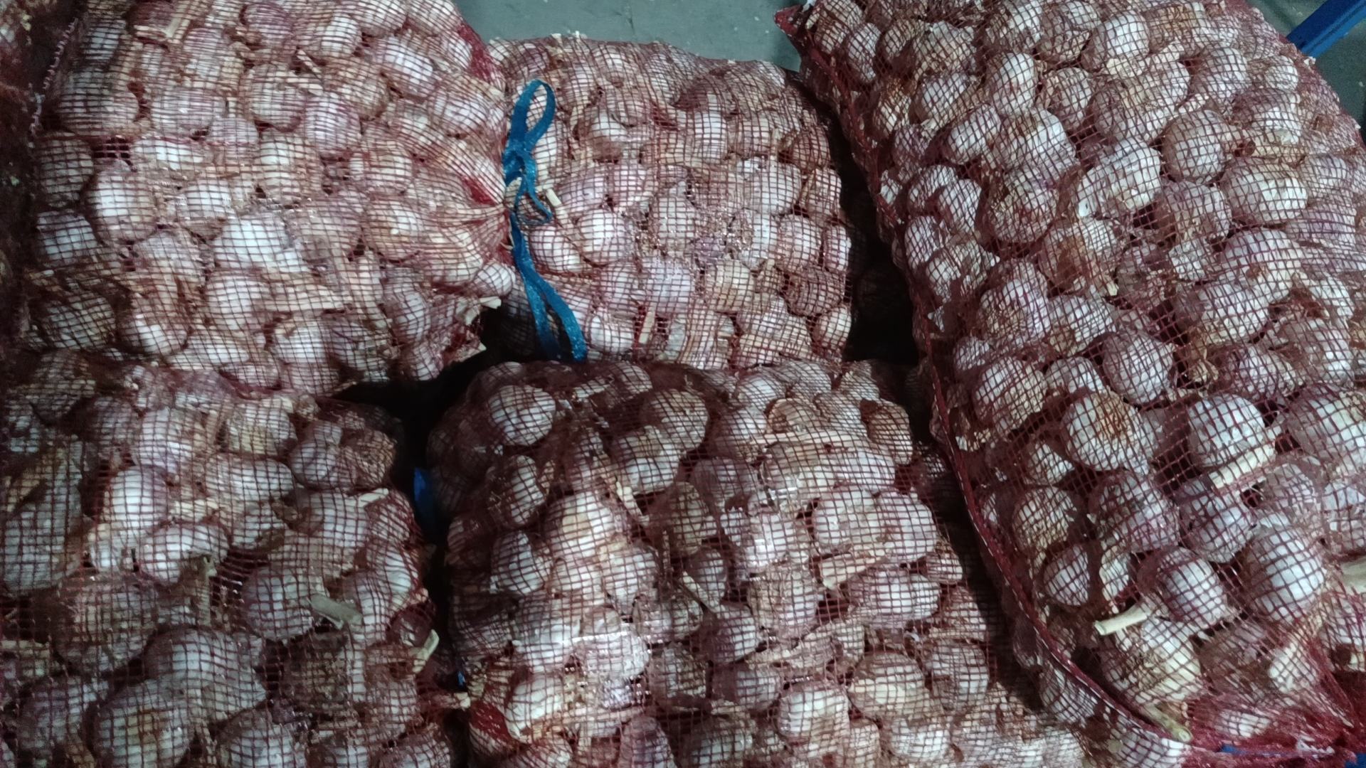 金乡白蒜米成品包装展示