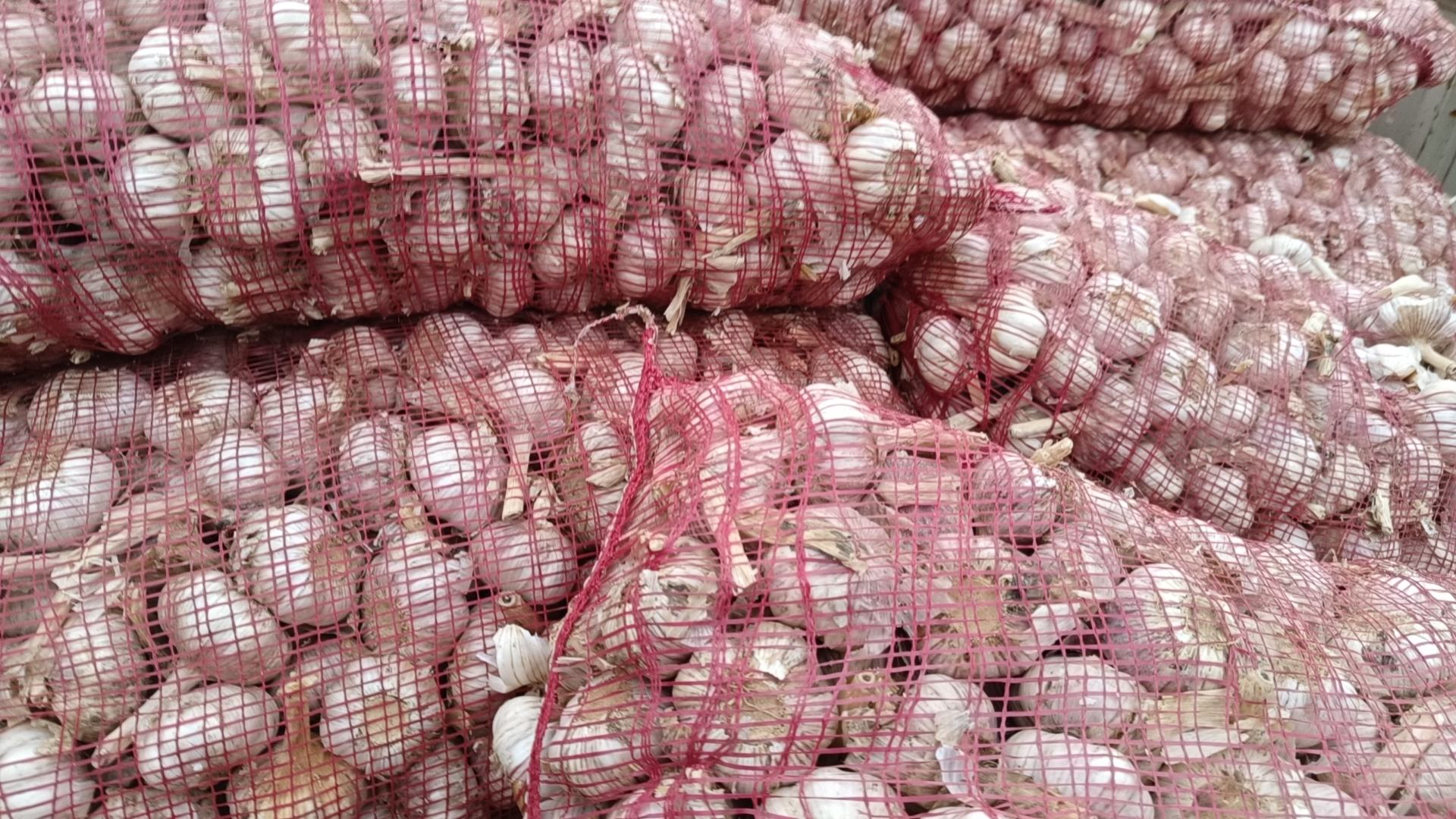 永年蒜现代化加工车间,展示清洗、分级、包装一体化流程 永年蒜加工与包装现场