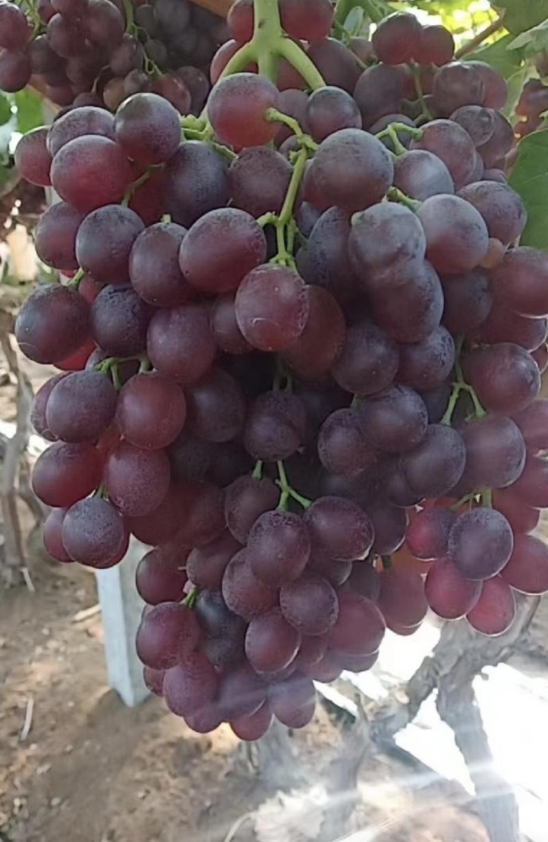 红宝石葡萄