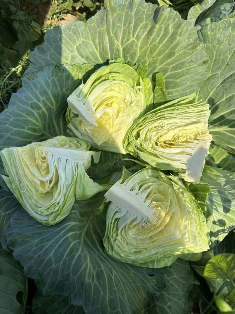 包菜大量供应价格便宜