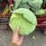 包菜大量供应价格便宜
