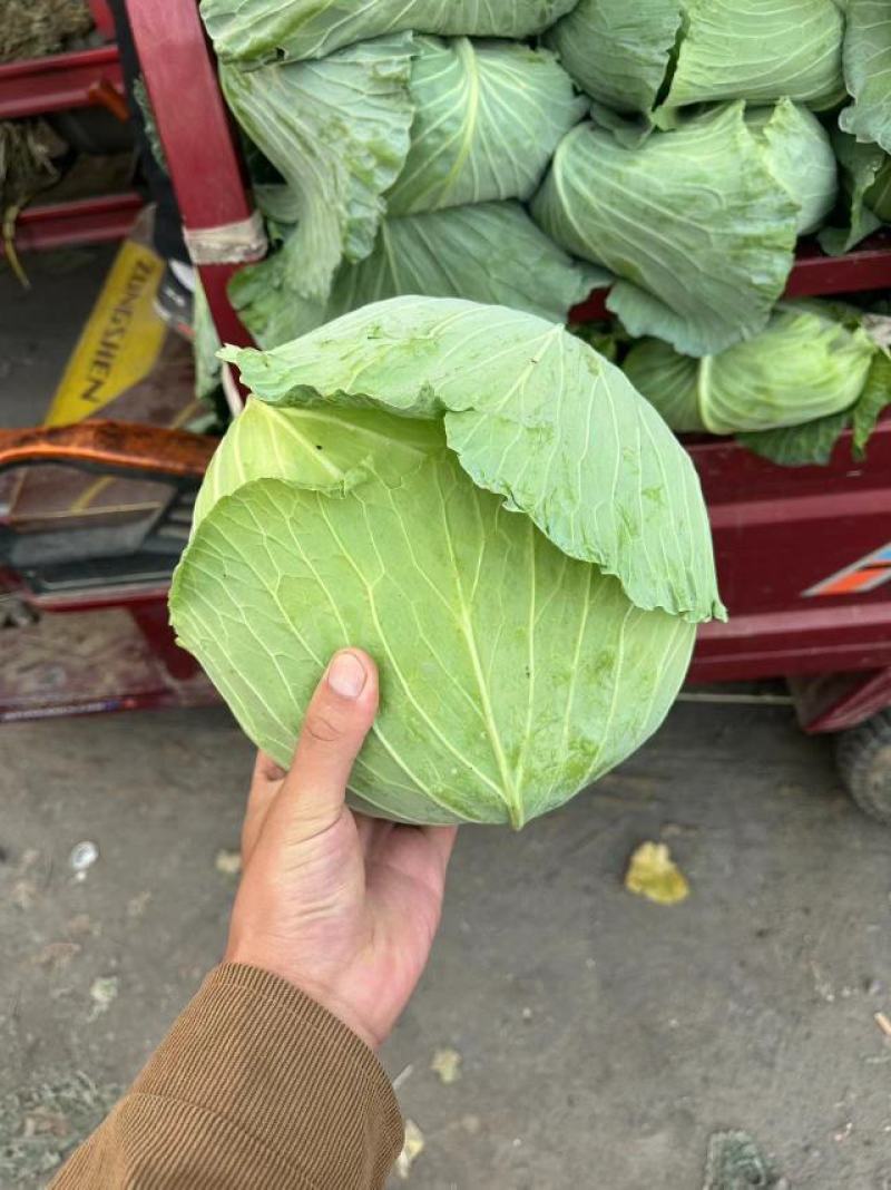 包菜大量供应价格便宜
