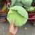包菜大量供应价格便宜