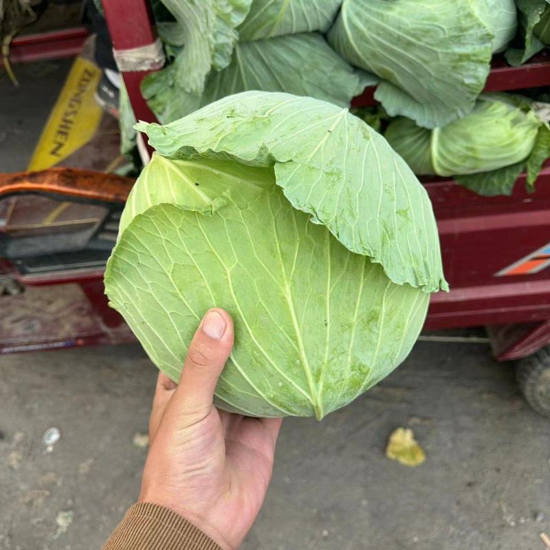 包菜大量供应价格便宜