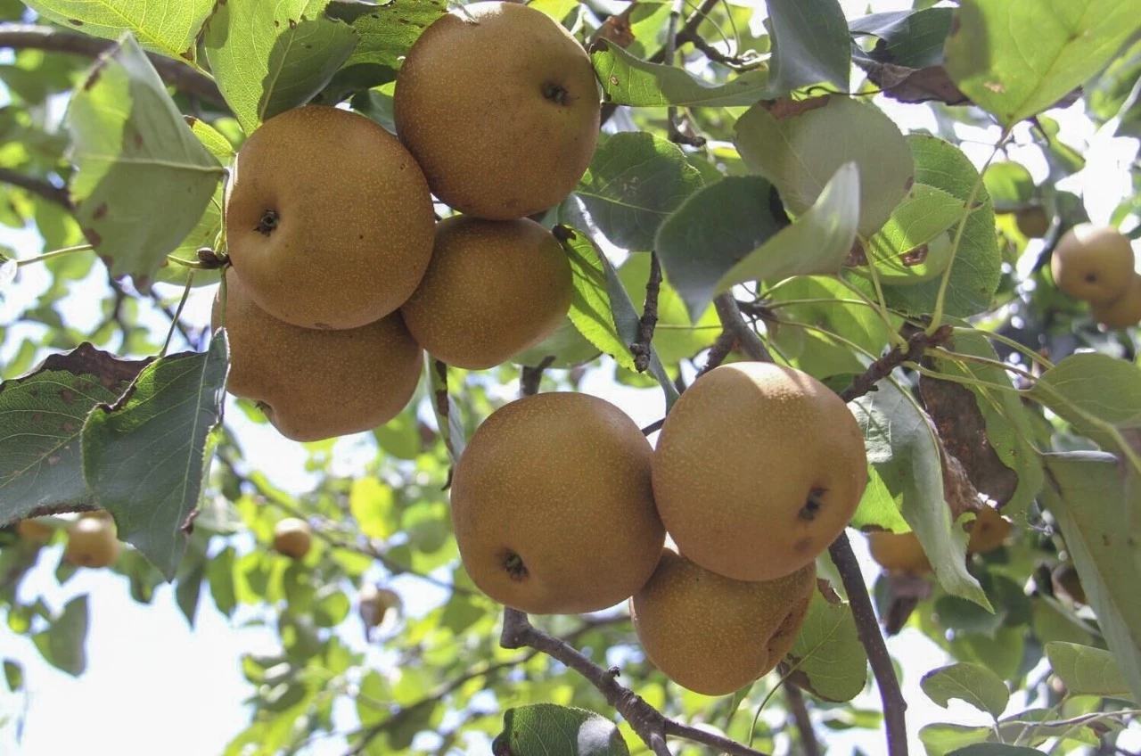 翠绿饱满的翠冠梨挂满枝头,果园里阳光透过叶片洒在果皮上 海宁翠冠梨果园