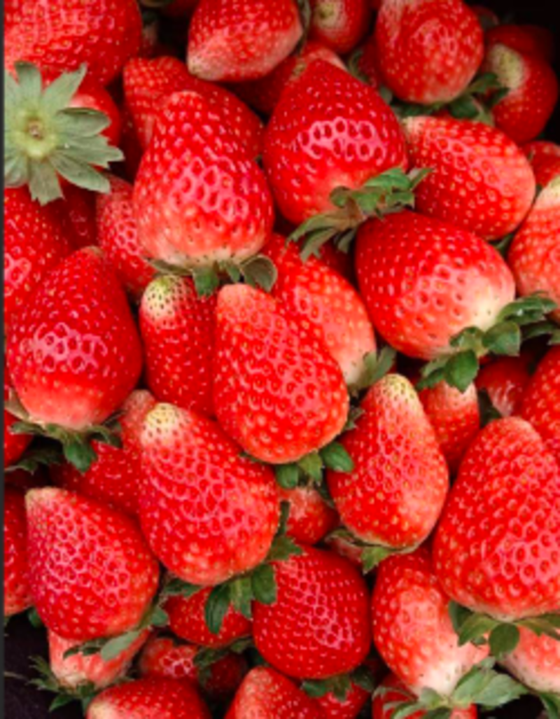 天仙醉草莓，产地直发，品质保证，口感好甜度高，欢迎采购