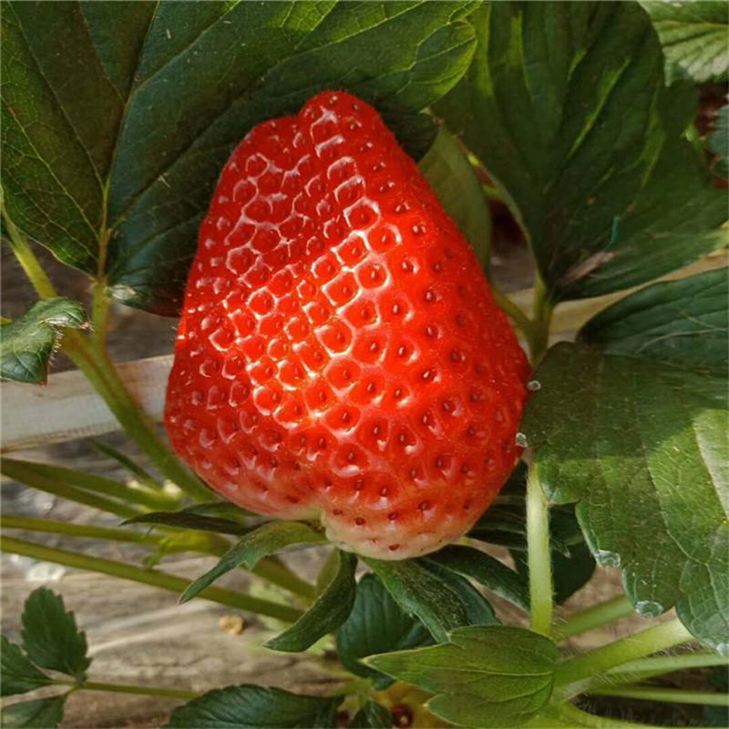 天仙醉草莓，产地直发，品质保证，口感好甜度高，欢迎采购