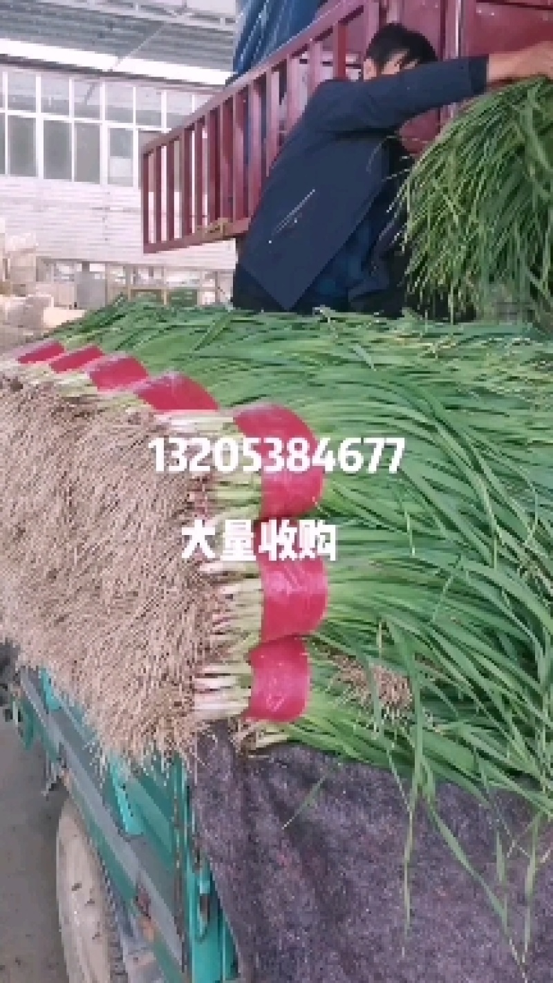 红根蒜苗，