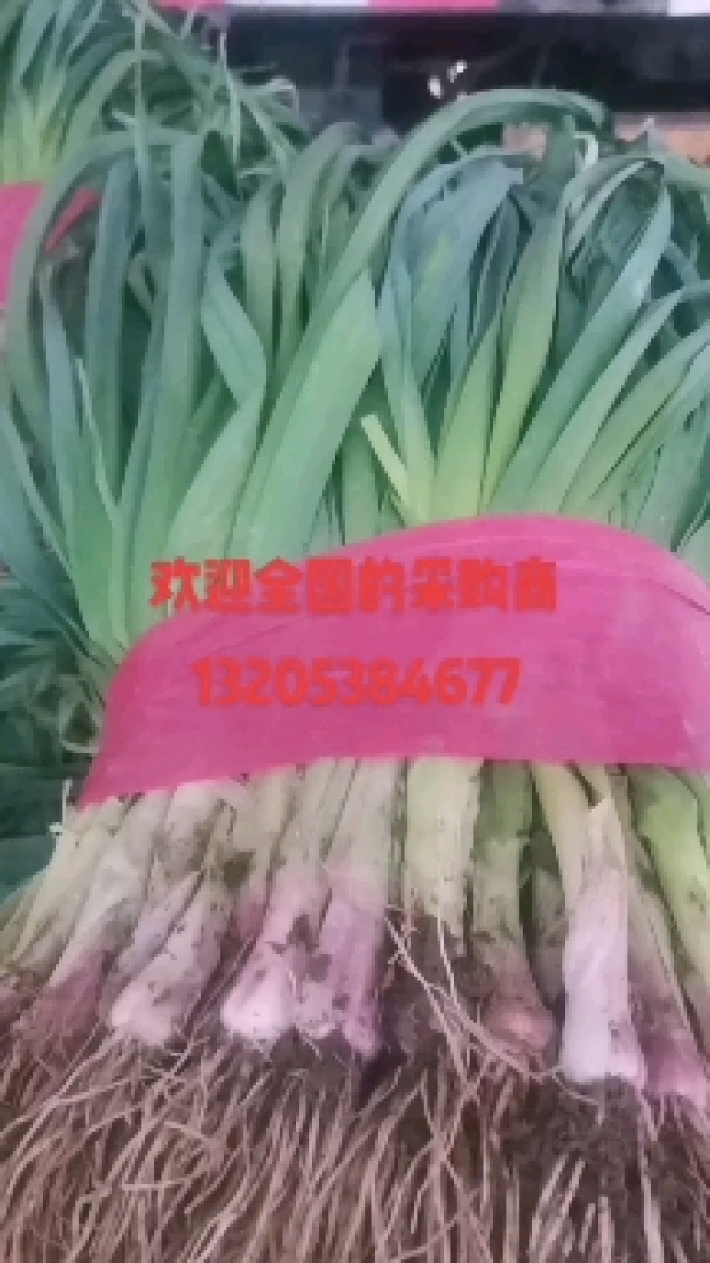 红根蒜苗，