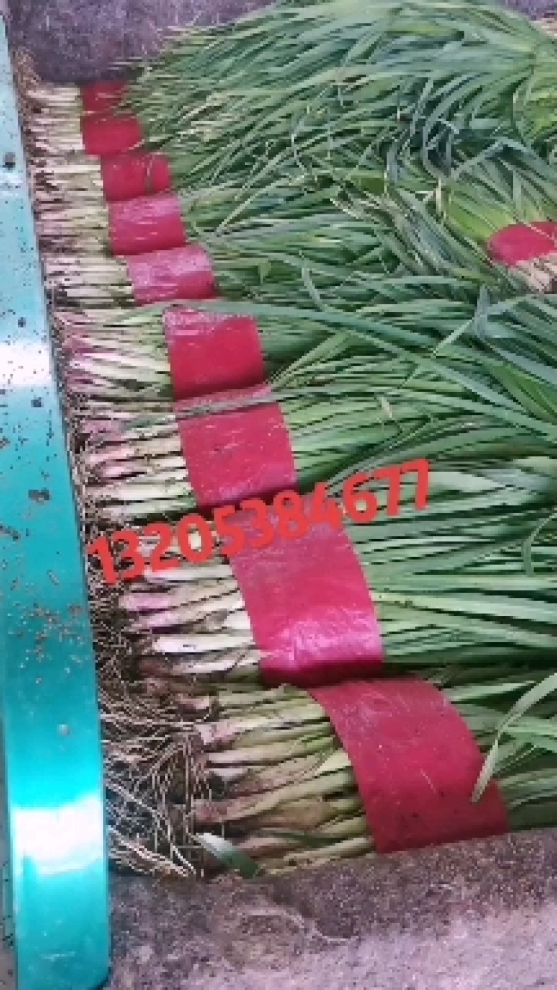 红根蒜苗，