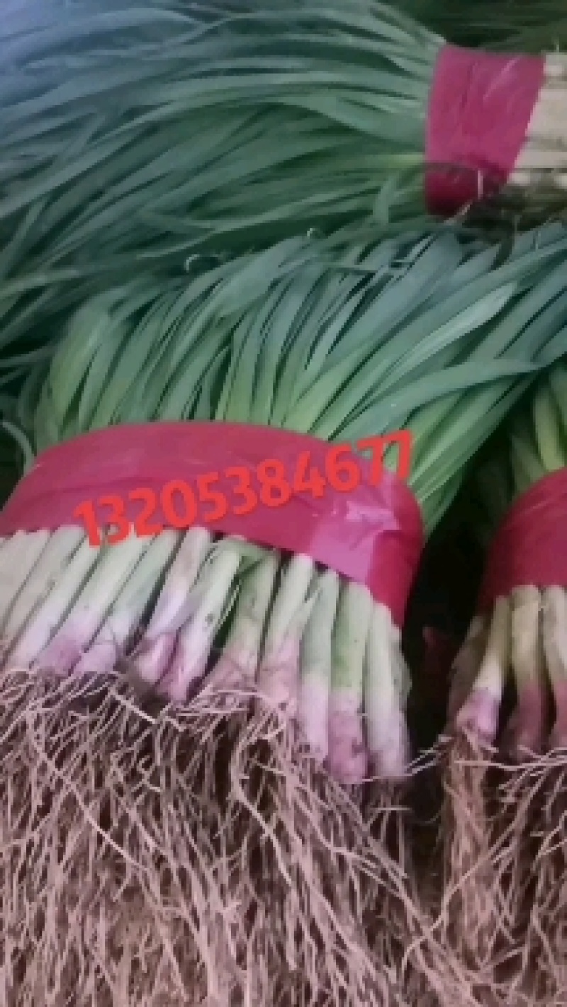 红根蒜苗，