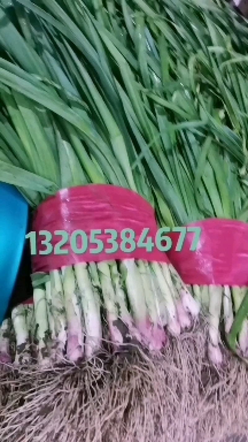 红根蒜苗，