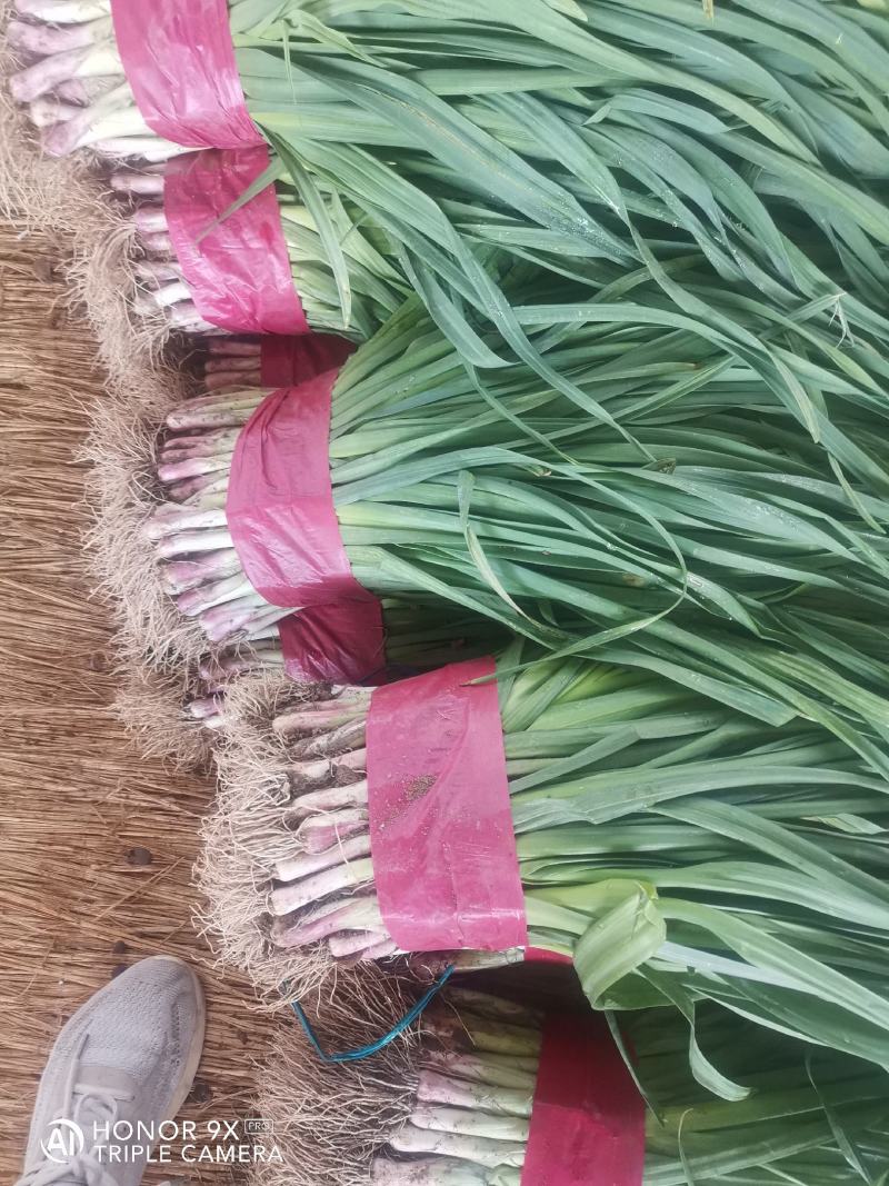红根蒜苗，