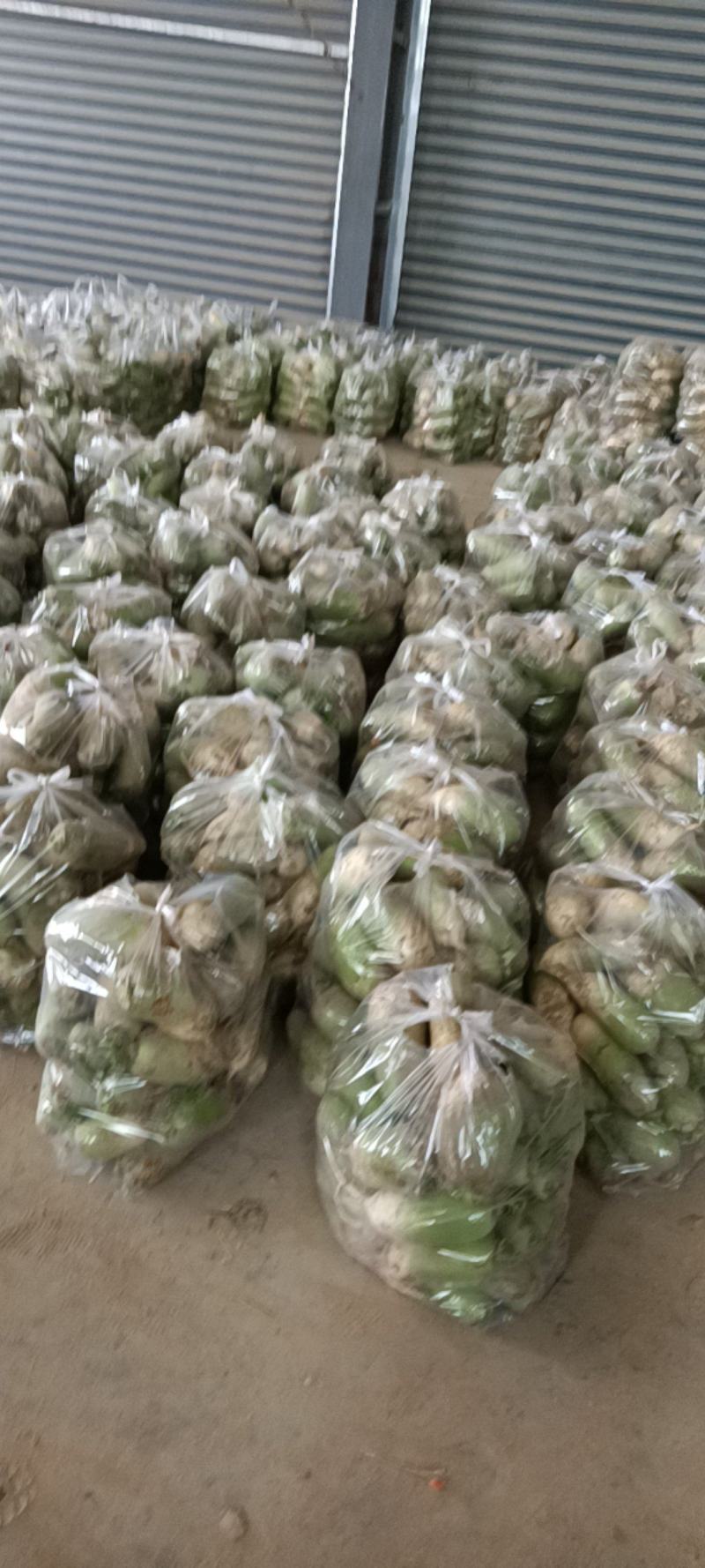 【优选】河南周口青萝卜-产地直发-量大从优-价格优惠