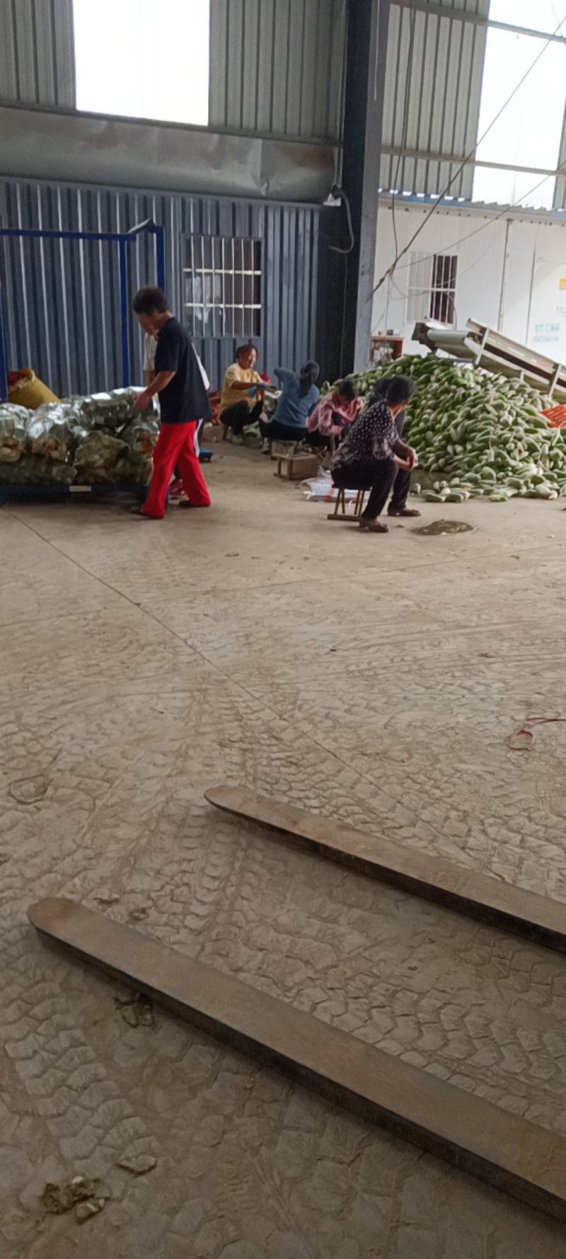 【优选】河南周口青萝卜-产地直发-量大从优-价格优惠