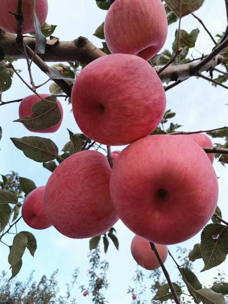 烟台红富士苹果，75以上红富士苹果。条纹拉丝苹果