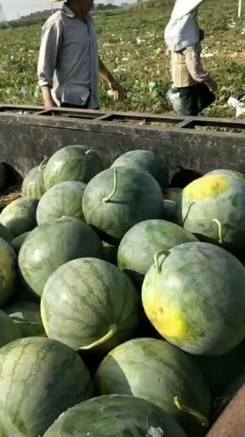 本人自产自销精品无籽西瓜，欢迎各老板前来考察订购