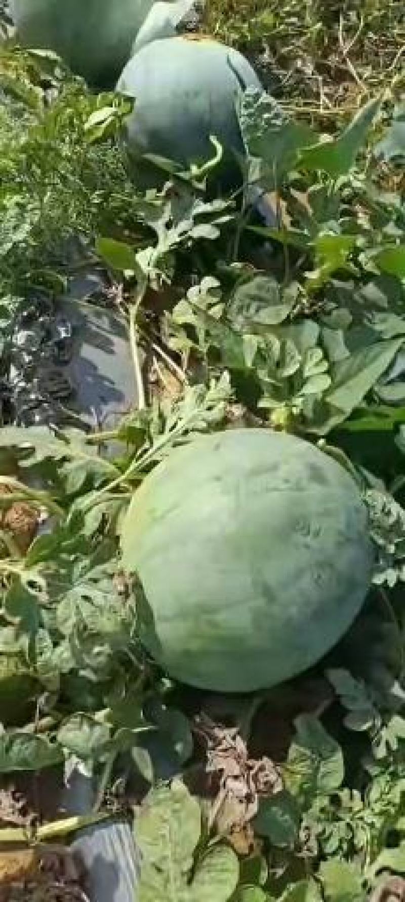 本人自产自销精品无籽西瓜，欢迎各老板前来考察订购