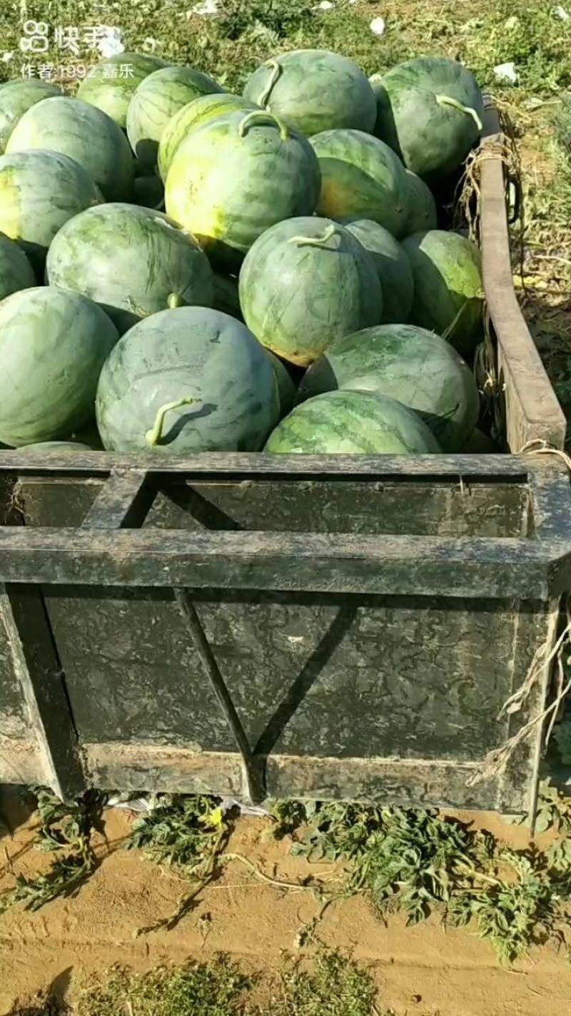 本人自产自销精品无籽西瓜，欢迎各老板前来考察订购