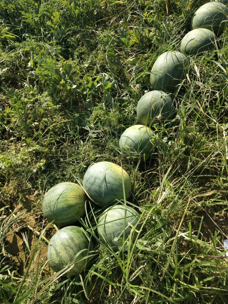 本人自产自销精品无籽西瓜，欢迎各老板前来考察订购