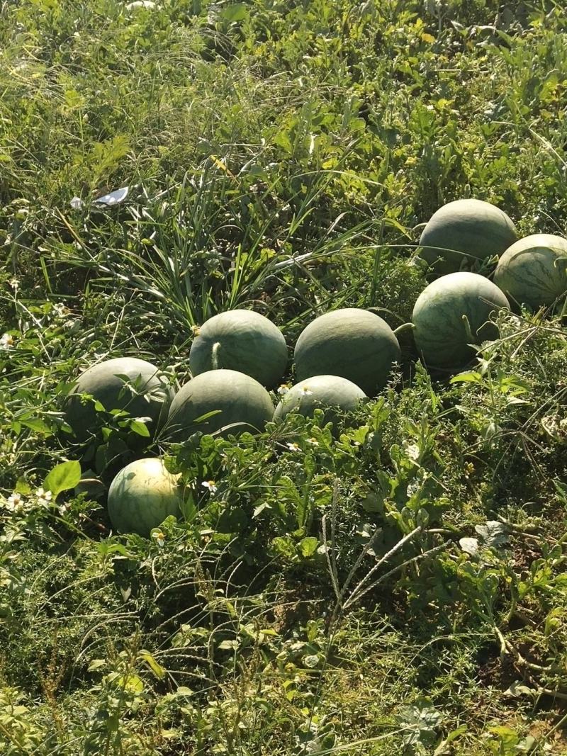 本人自产自销精品无籽西瓜，欢迎各老板前来考察订购
