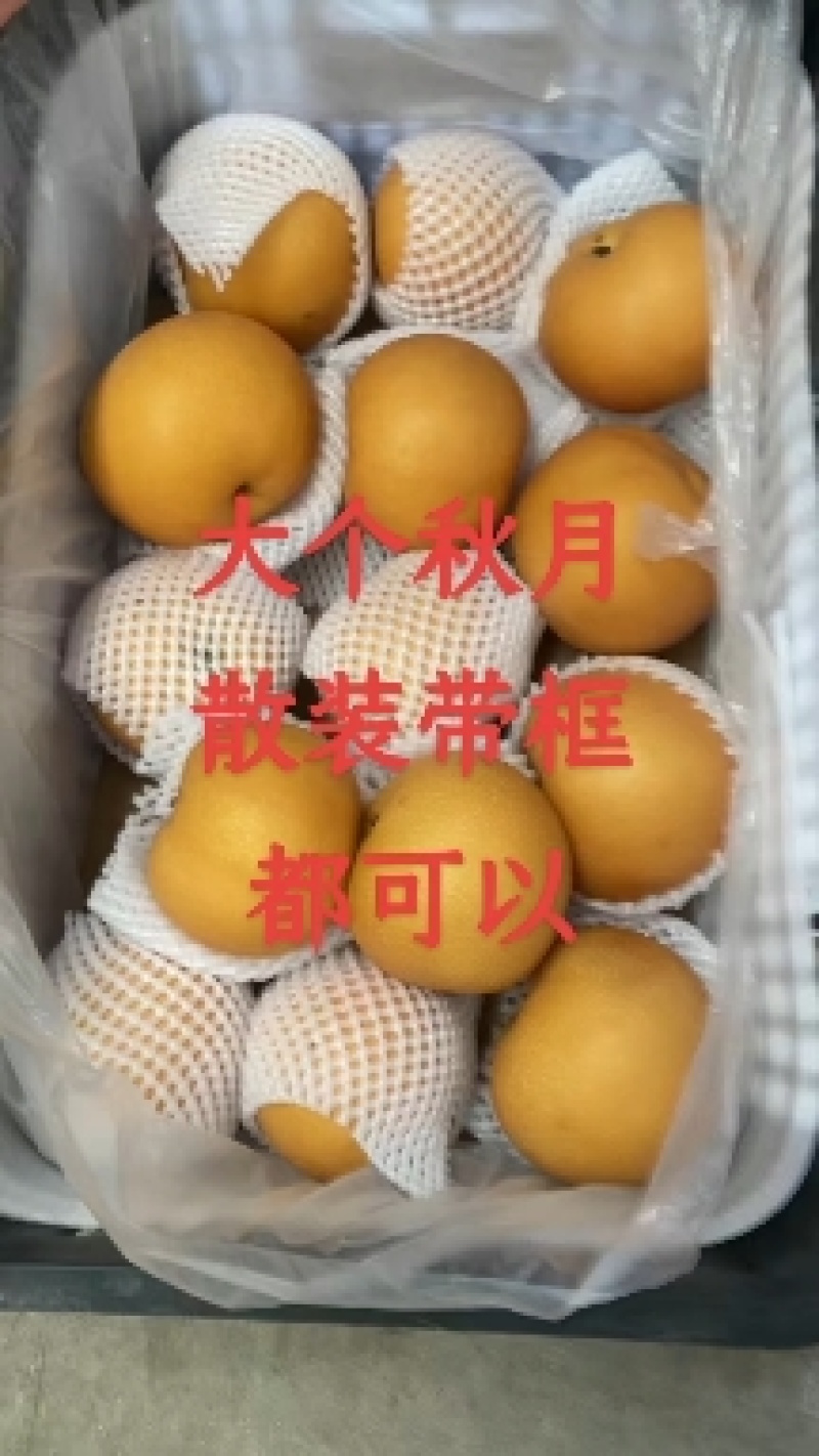 河北产地秋月梨，产地发货，货源充足，量大从优，
